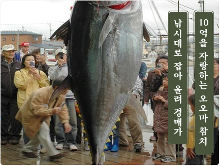 낚시대로 잡아 올려 경매가 10억을 자랑하는 오오마 참치