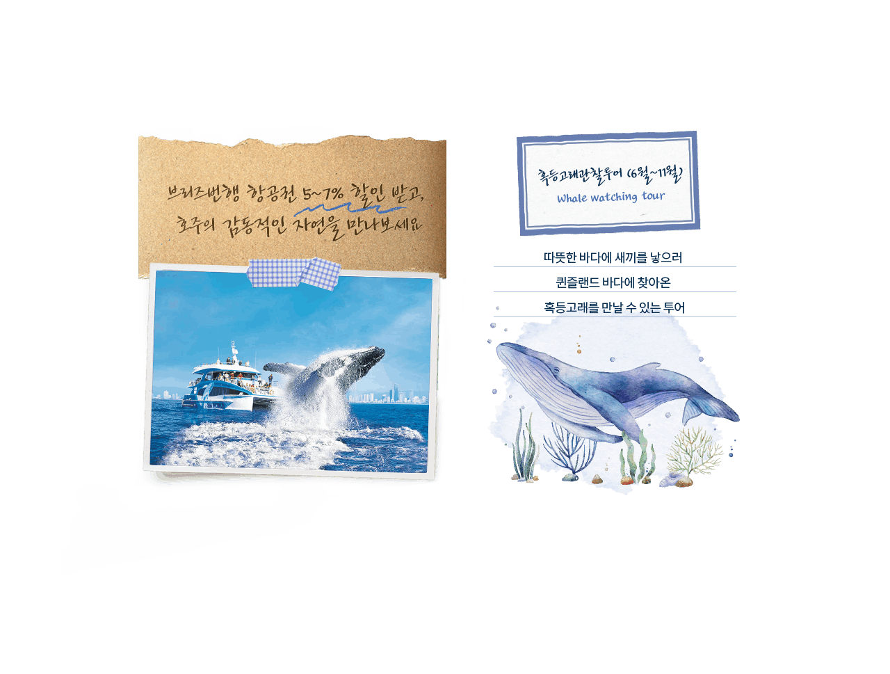 혹등고래관찰투어 (6월~11월) Whale Watching tour, 따뜻한 바다에 새끼를 낳으러 퀸즐랜드 바다에 찾아온 혹등고래를 만날 수 있는 투어