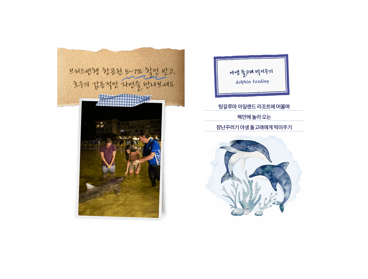 야생 돌고래 먹이주기 dolphin feeding, 탕갈루마 아일랜드 리조트에 머물며 해안에 놀러 오는 장난꾸러기 야생 돌고래에게 먹이주기