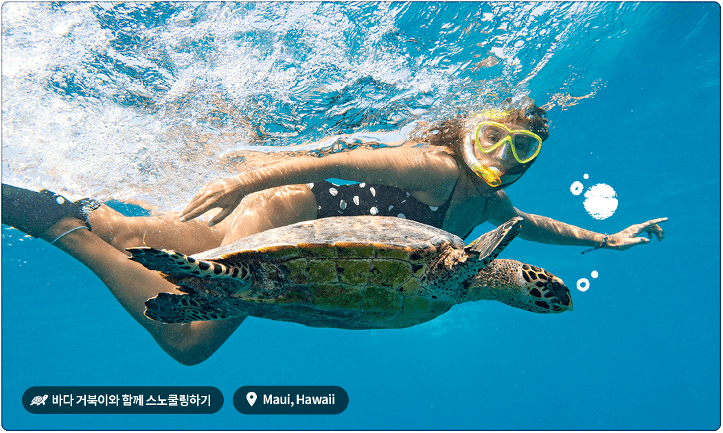 바다 거북이와 함께 스노쿨링하기, Maui, Hawaii