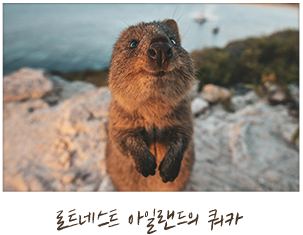 로트네스트 아일랜드의 쿼카