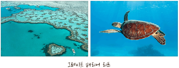 그레이트 배리어 리프